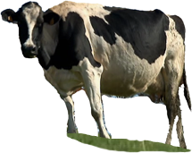 Lait de Vache